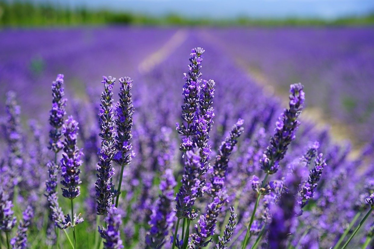 Le proprietà della Lavanda