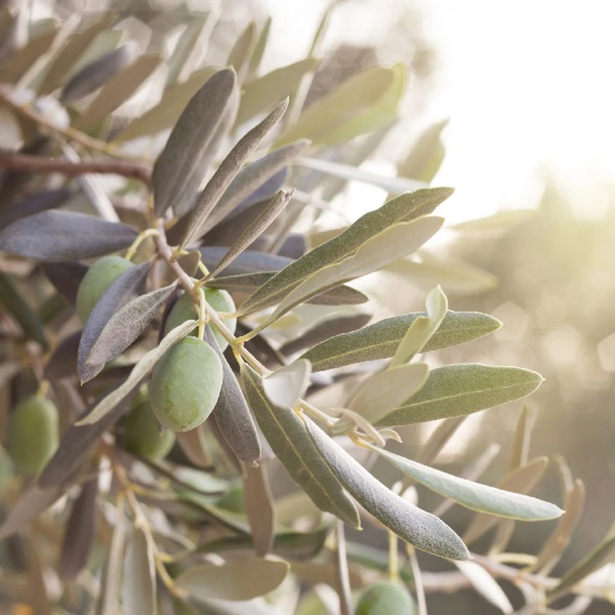 I vantaggi della linea Goccia d'oro in dispenser La linea Goccia d'oro si ricava da estratti di olio di oliva italiano
