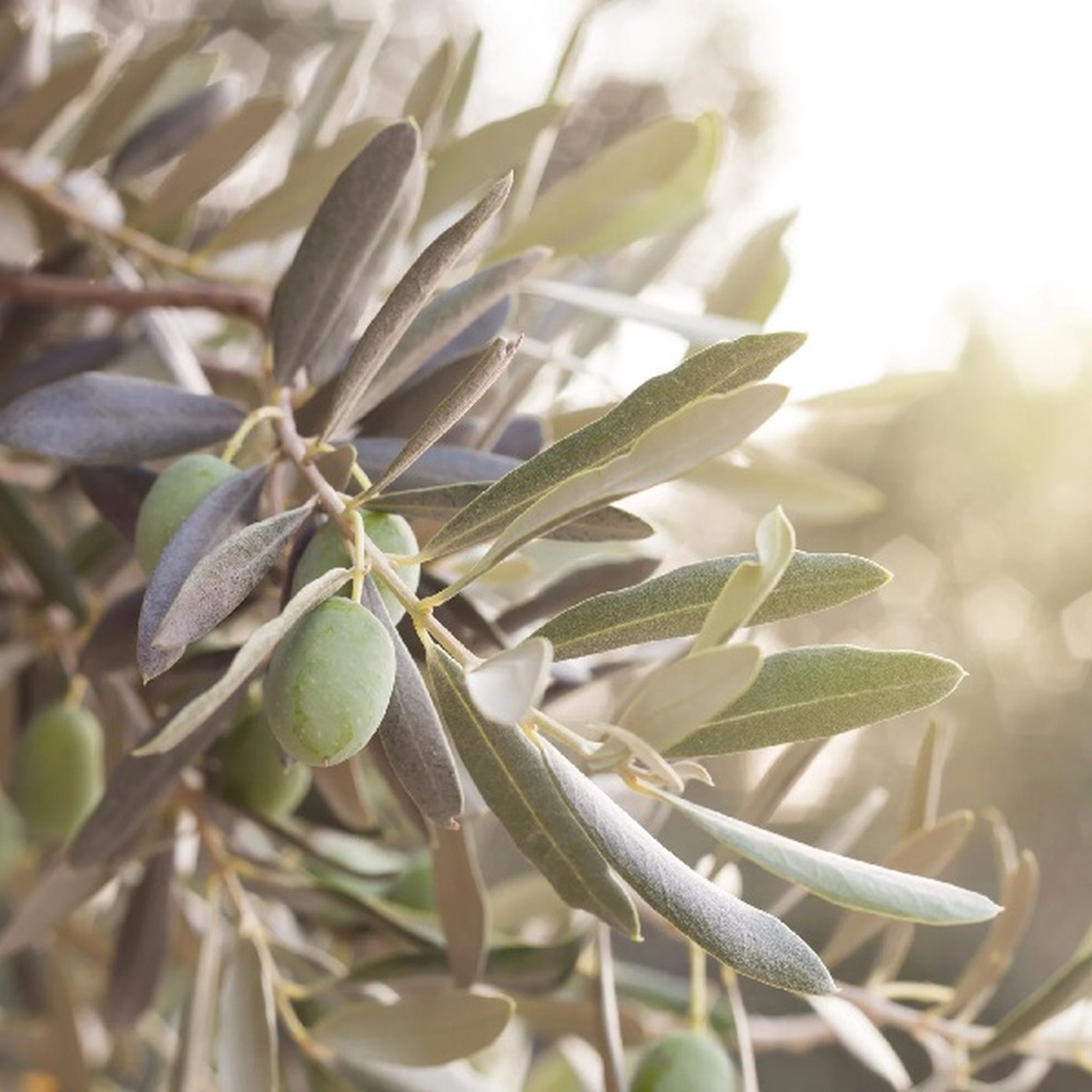 La linea Goccia d'oro si ricava da estratti di olio di oliva italiano